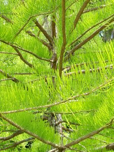 Natural plant conifer