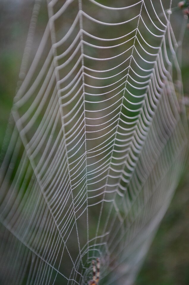 Morning dew web case