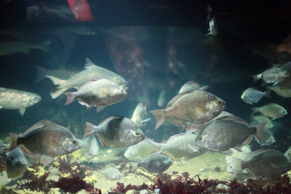 Underwater marine wildlife