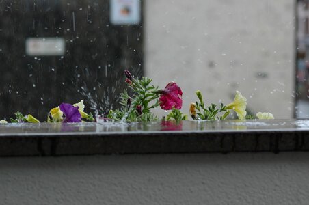 Rain flowers nature