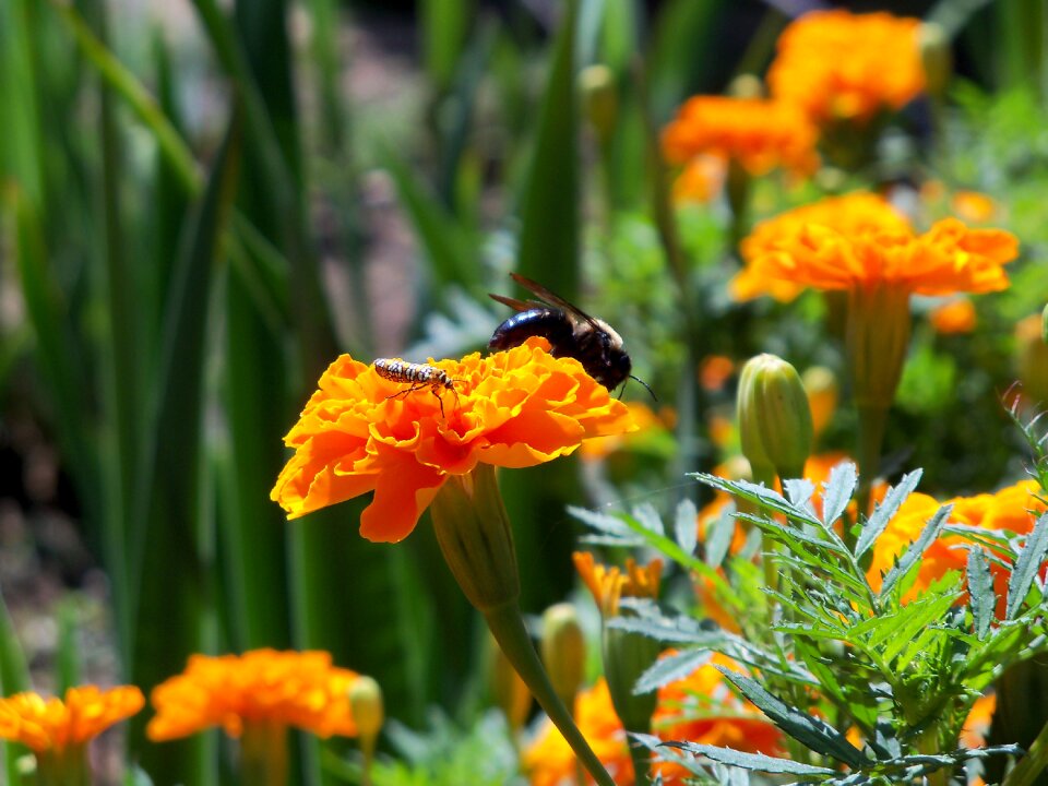Bug pollen flower