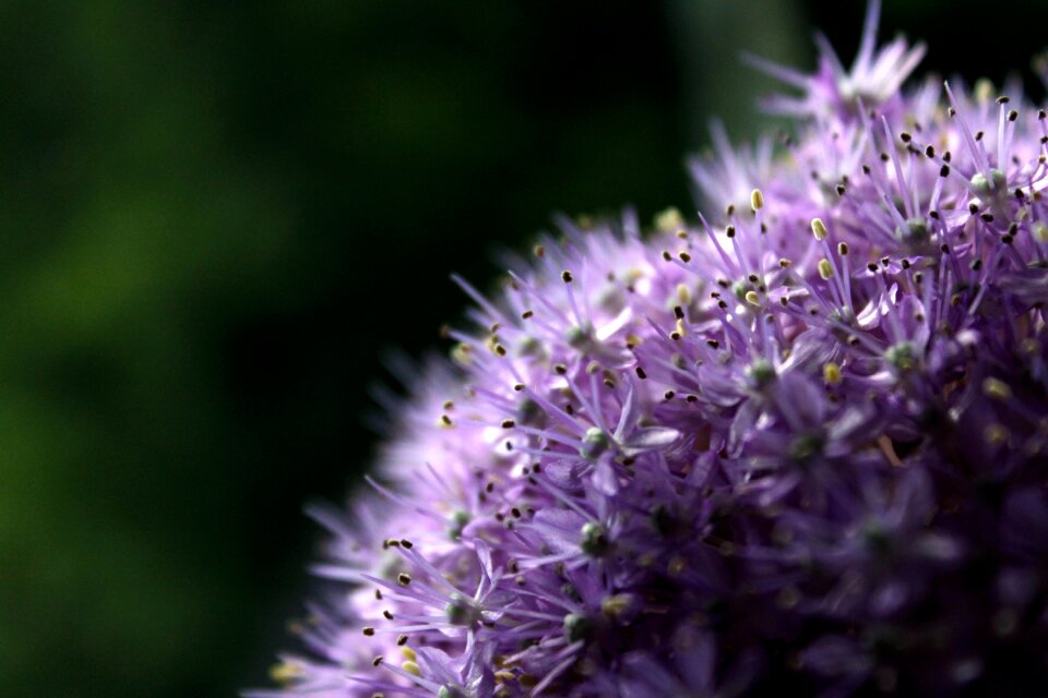 Purple flower background photo