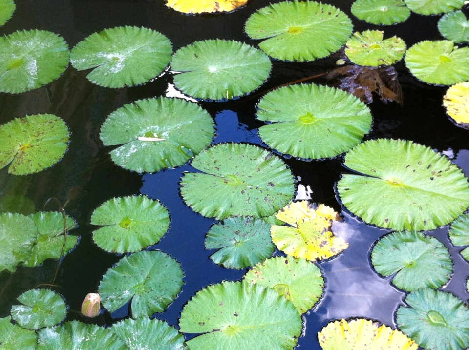 Water lilies garden pond