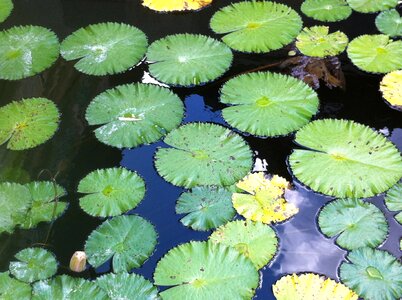 Water lilies garden pond photo