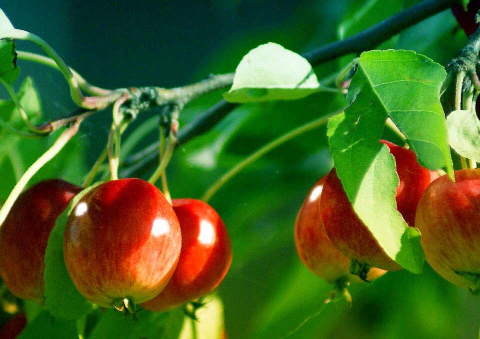 Ornamental plants fruit ornamental apple