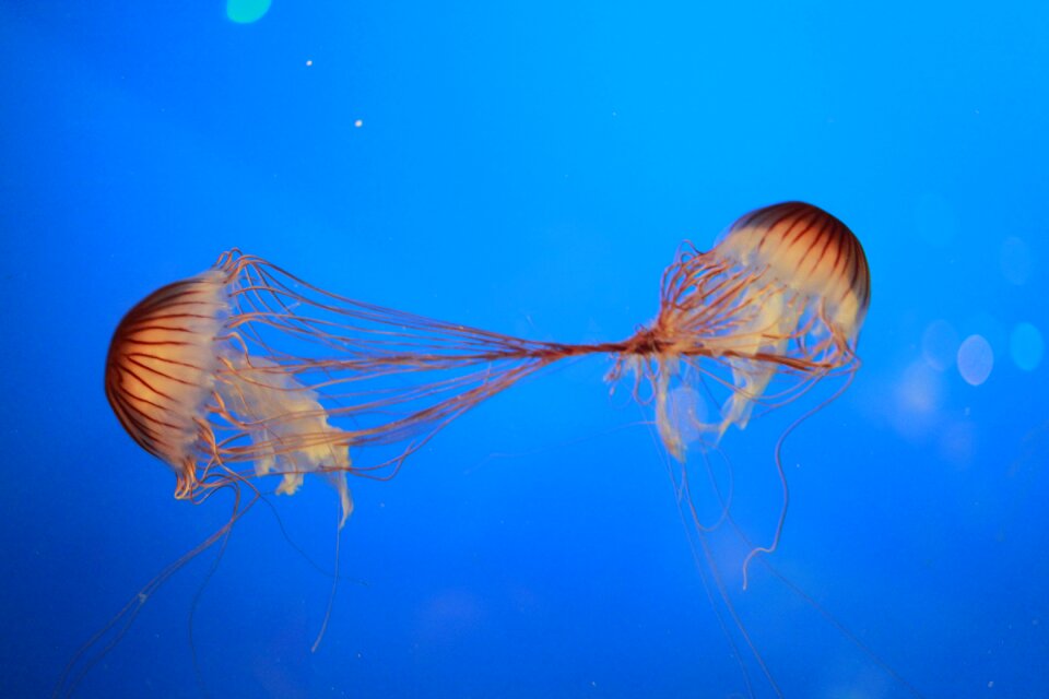 Fish sting sea photo