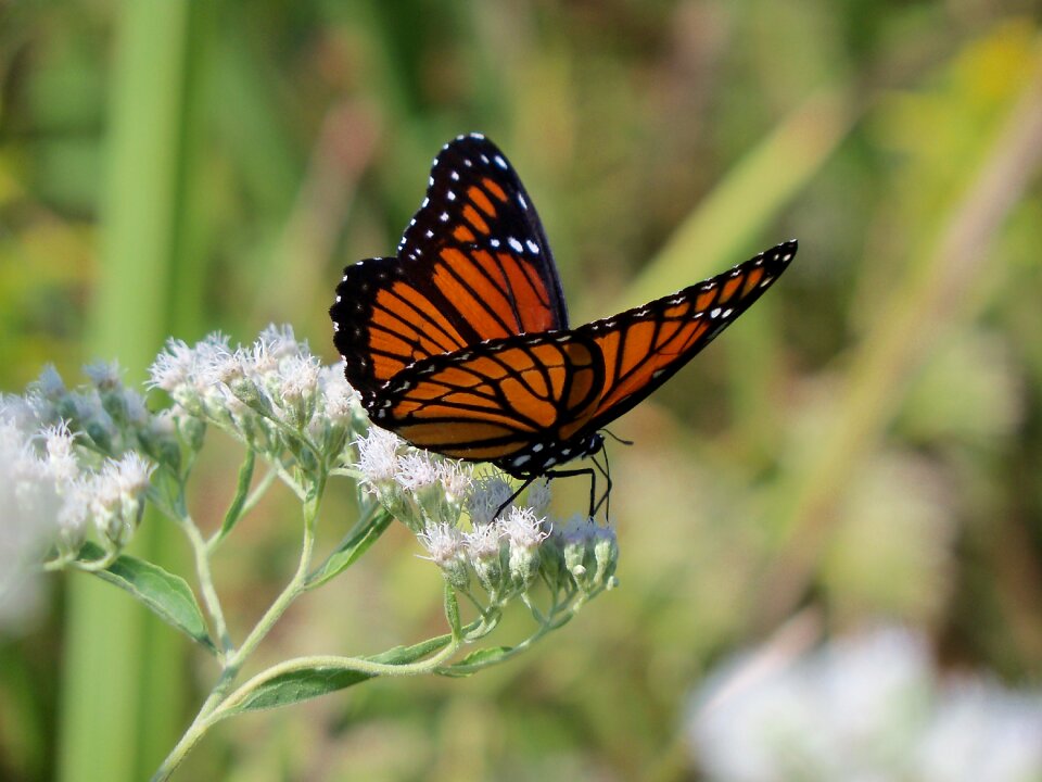 Nature colorful wildlife