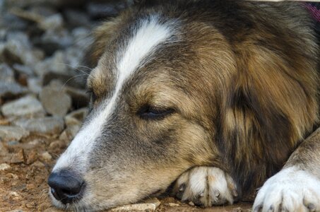 Pets animal portrait