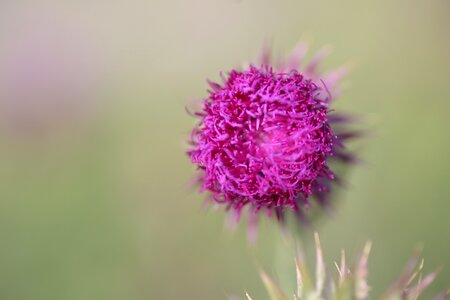 Thistle flowers nature