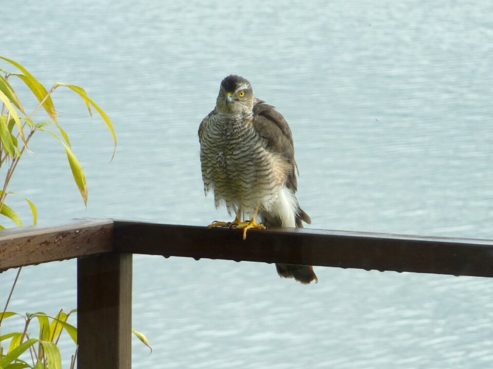 Sparrowhawk bird of prey bird