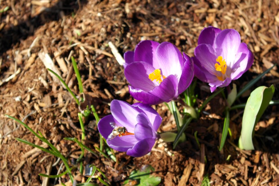 Spring nature purple