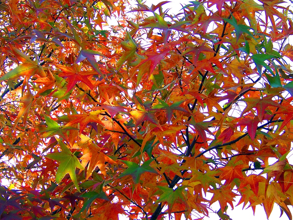 Colors season forest