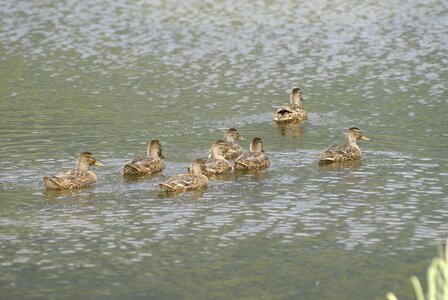Buffalo birds lake
