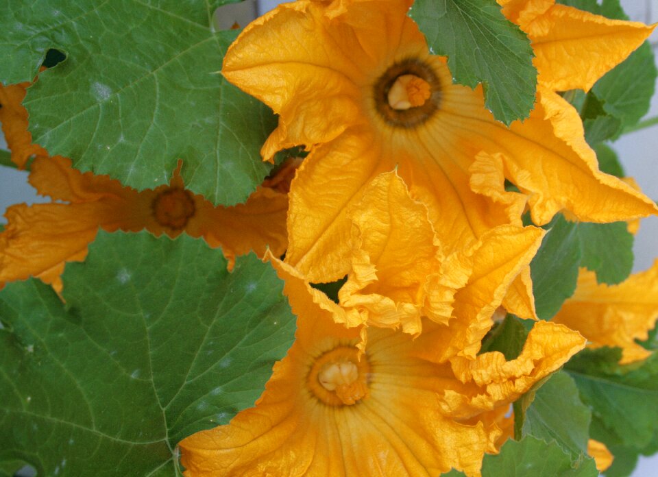 Yellow green vegetables