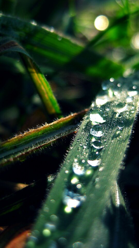 Water green nature