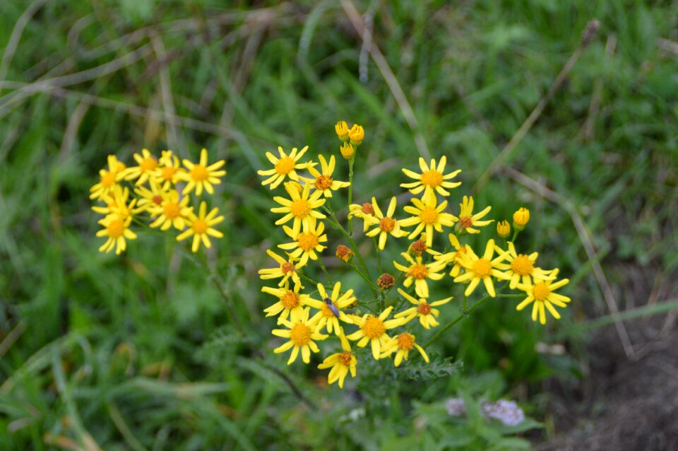 Bloom yellow pointed flower