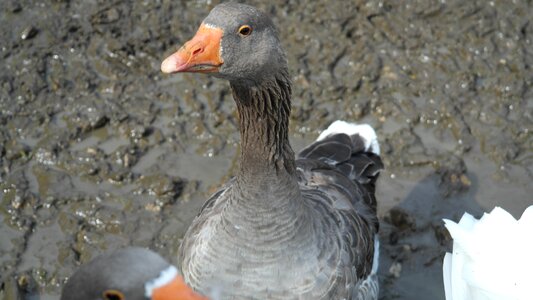 Hofgans duck bird livestock