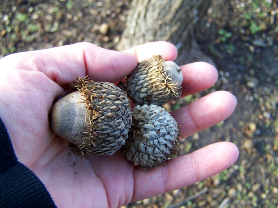 Nature autumn natural