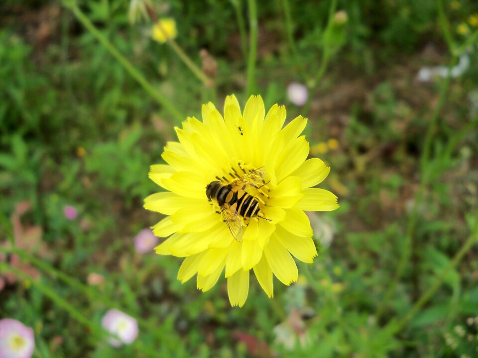 Nature spring summer