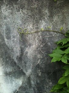 Wall tendril isolated