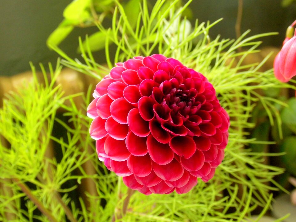 Beauty flower closeup