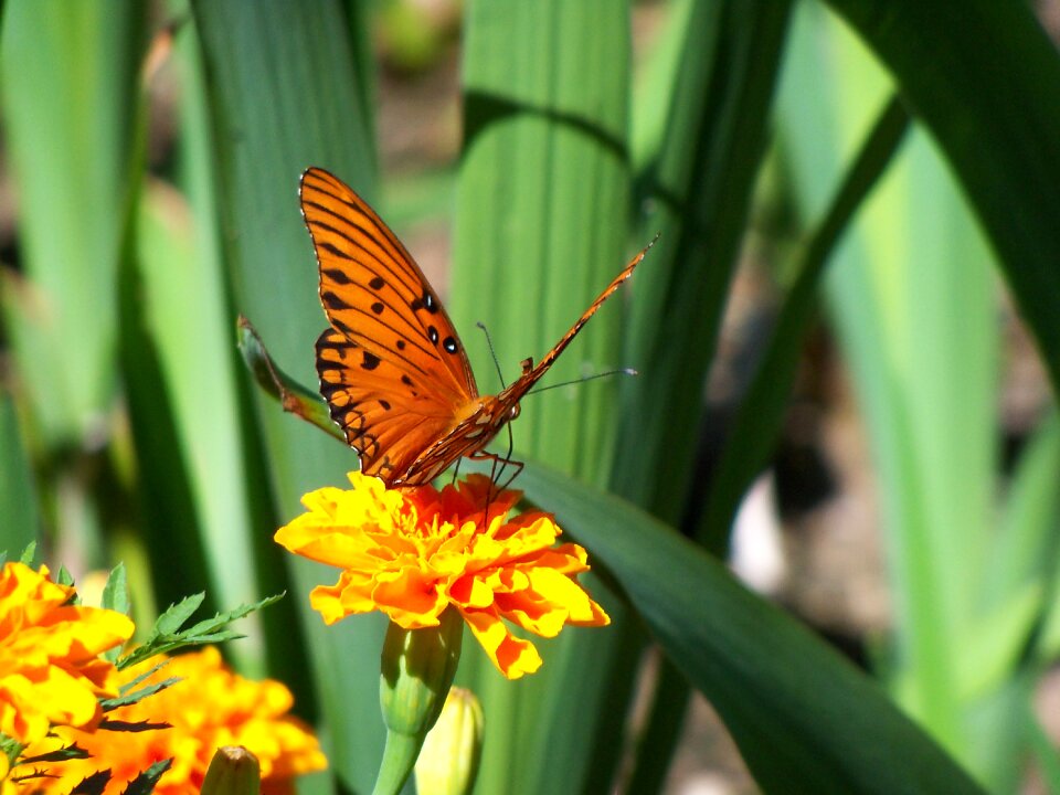Summer nature insect