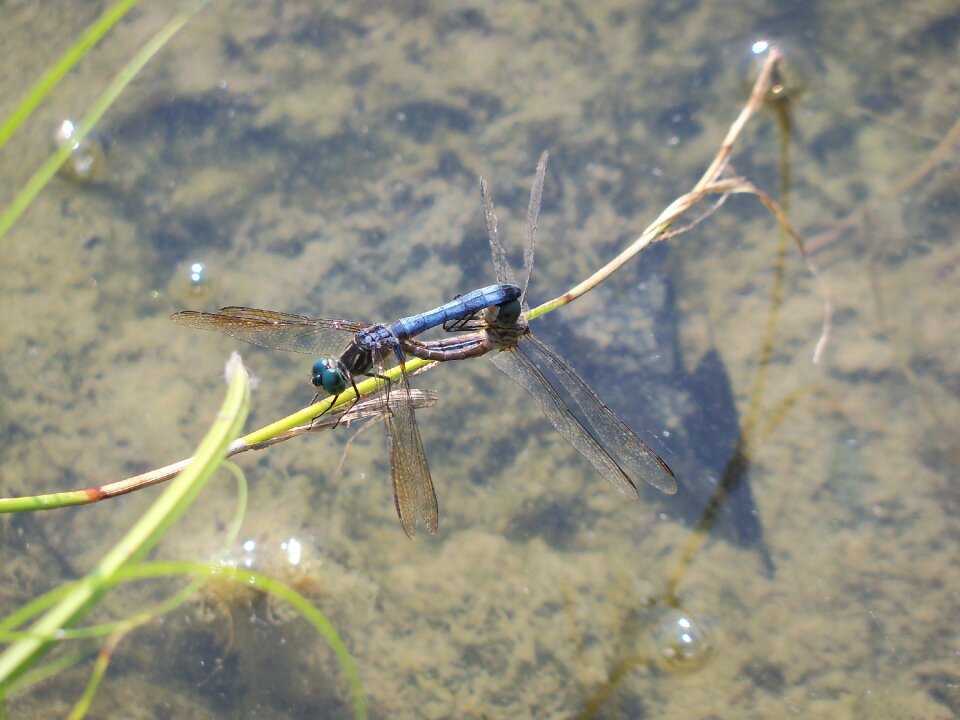 Nature bug wildlife