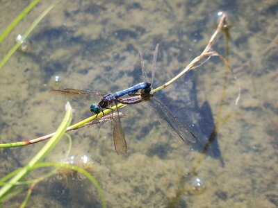Nature bug wildlife