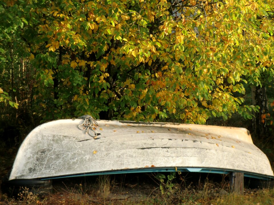Rowboat boat autumn