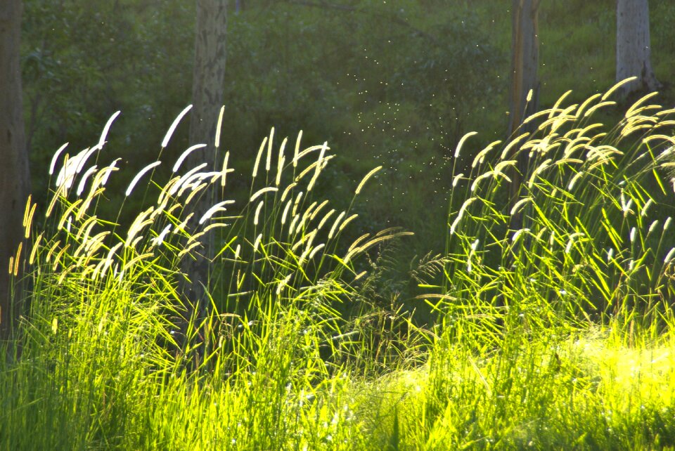 Pasture sunlight natural