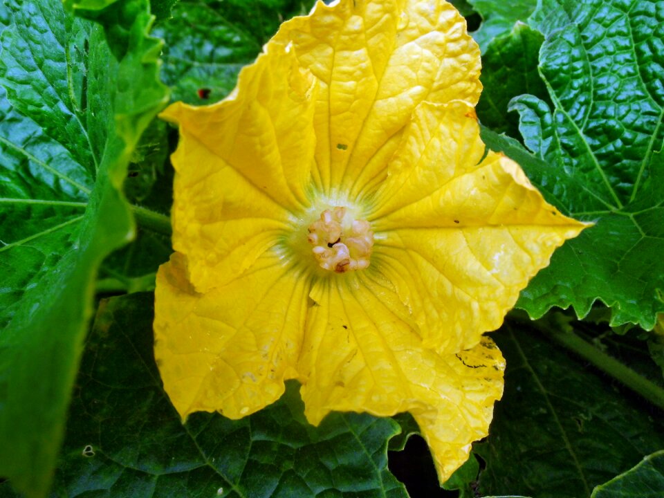 Nature leaf green