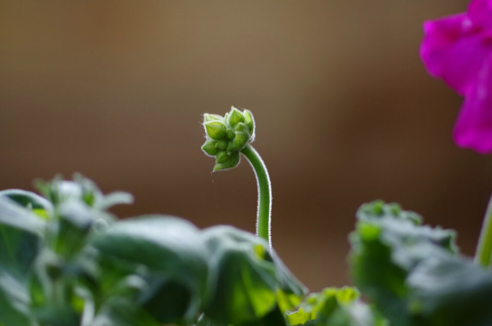 Spring flower gardening