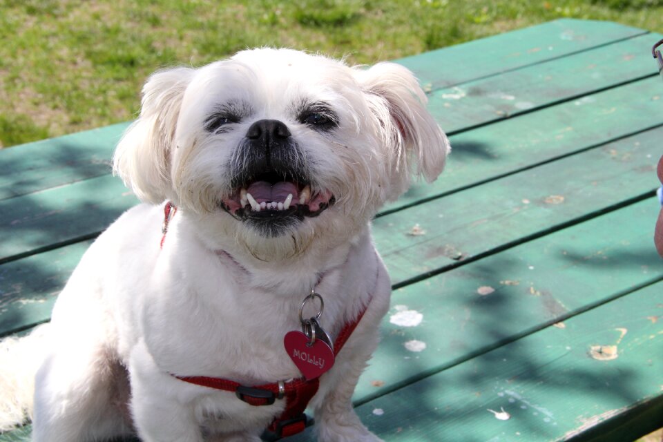 Animal portrait domestic animal