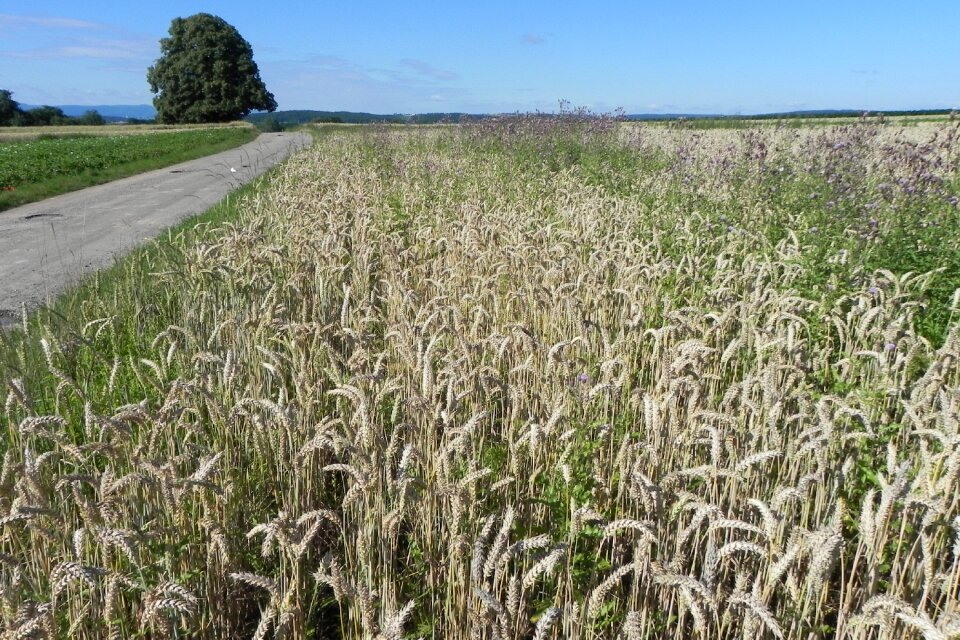 Spike grain cornfield