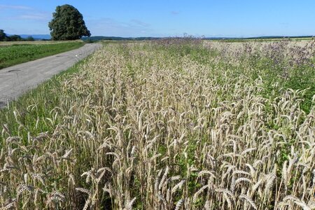 Spike grain cornfield photo