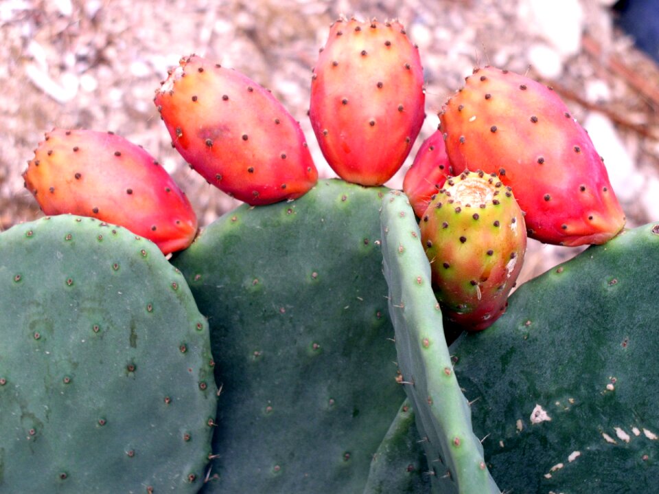 South mediterranean prickly pear