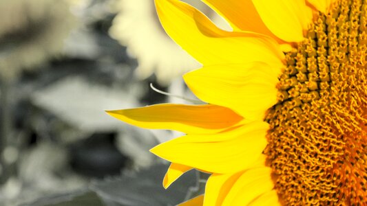 Summer yellow flora
