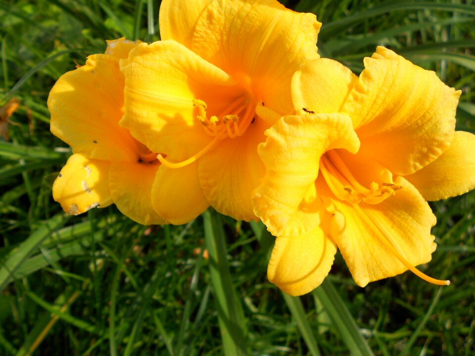 Flower blossom plant