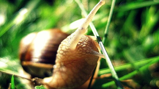 Animal shell macro