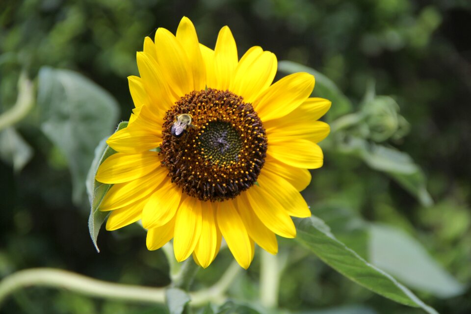 Plant beautiful sun