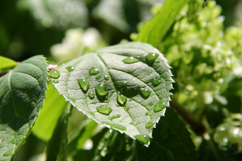 Nature plant summer
