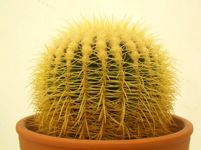 Beautiful nature botanical