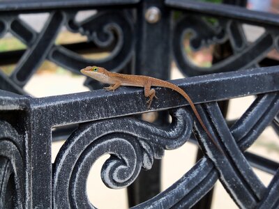 Reptile gecko fence