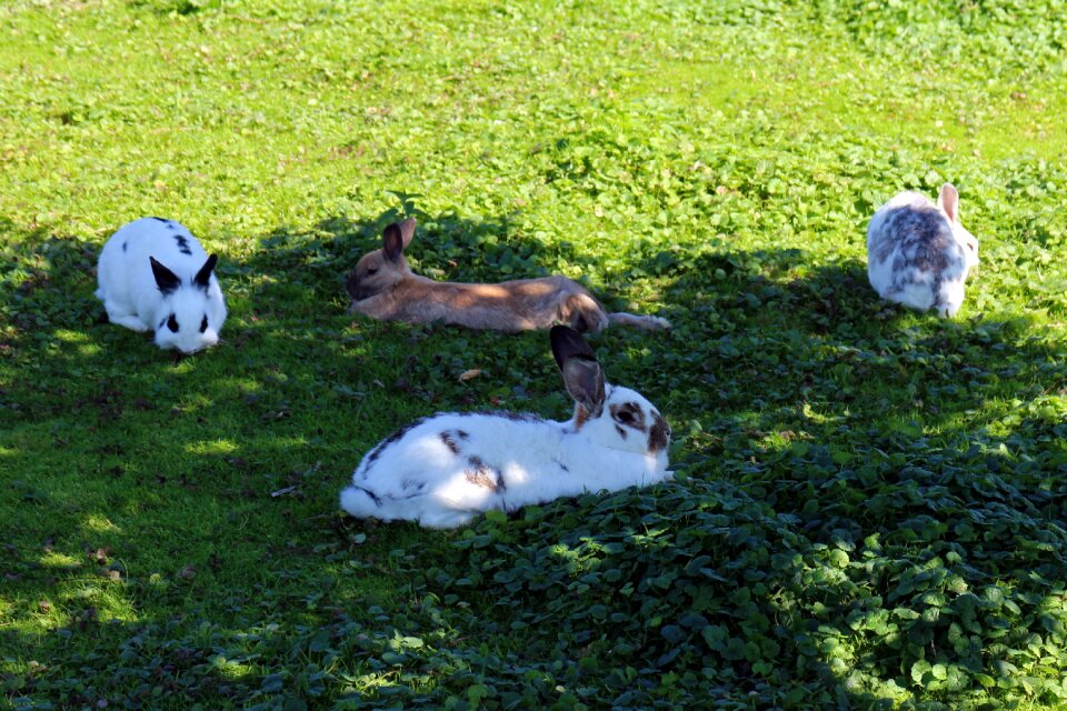 Grass concerns rest