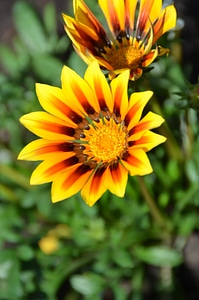 Yellow orange plant photo
