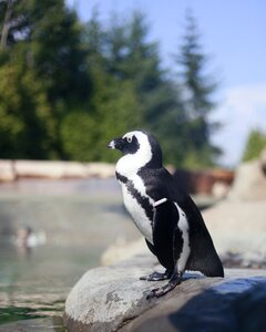 Zoo black white