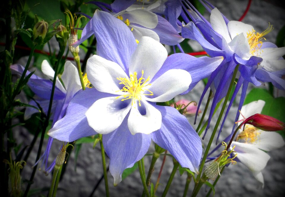 White purple seasonal