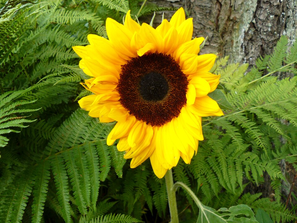 Summer decorative nature