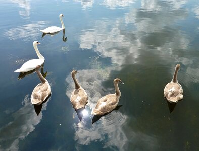 White swan boy animals photo