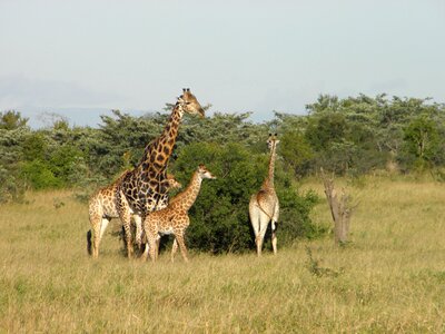 Wildlife animal safari